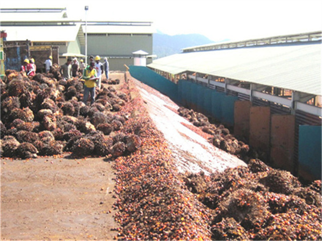 Plantas de extracción de aceite de palma en Eritrea, Perú